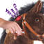 Model U Ride On Horse-87206350-131292078