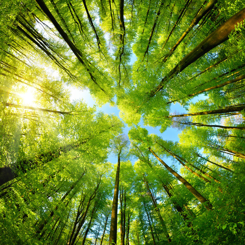 Panorama sphérique dans une forêt - Photographie sur toile tendue, H 12 po x l 12 po