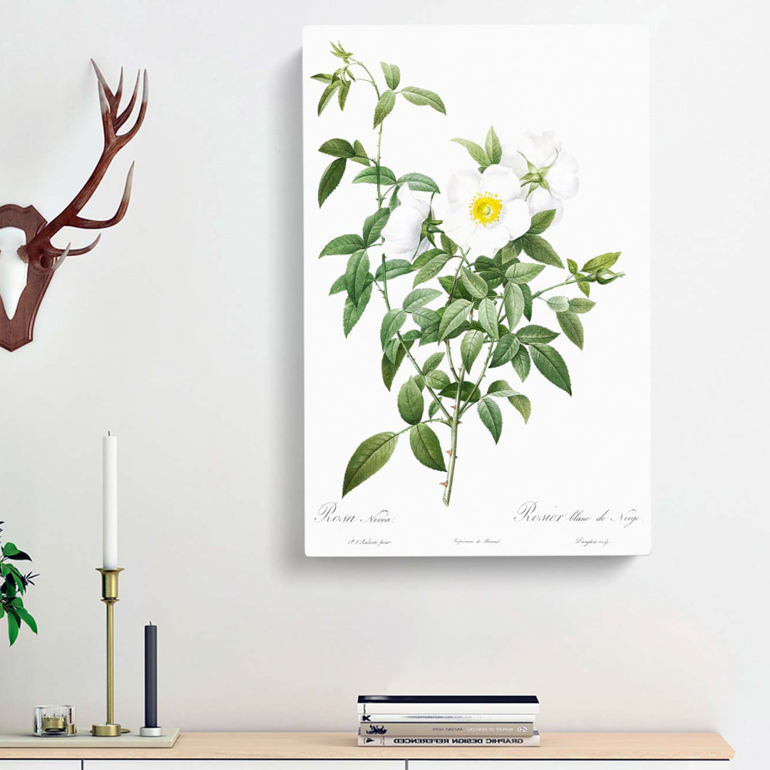 Cherokee Rose In White by Pierre-Joseph Redoute - Wrapped Canvas