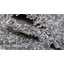 Tapis gris Whistler-489542493