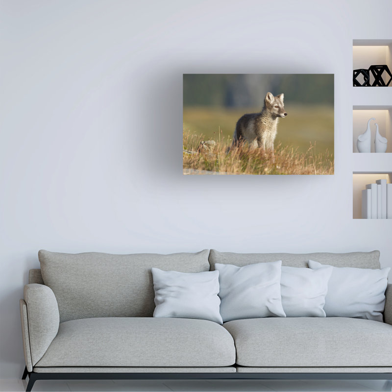 Karen Kolbeck Arctic Fox Puppie Canvas Art, H 12 po x l 19 po