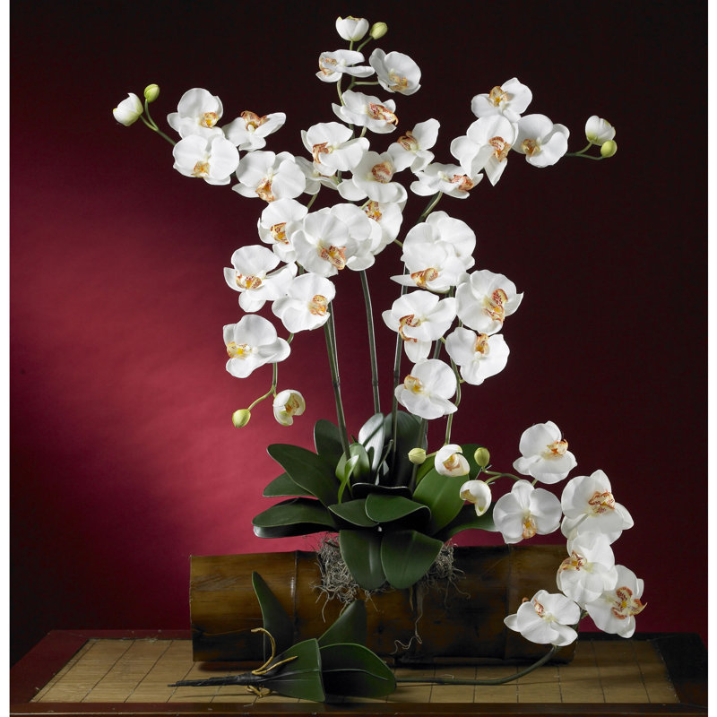 Orchid Arrangement