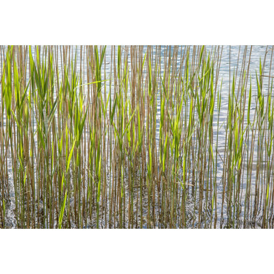 " Reeds " by Barbara Markoff