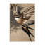  Tapis lavable palmier africain Swift Birds-927424298