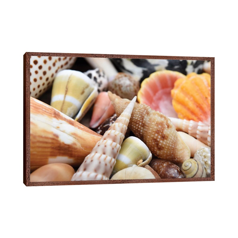 Tropical Shell Still-Life by Savanah Plank - Floater Frame Rectangle Print on Canvas, 66.04 cm H x 45.72 cm W