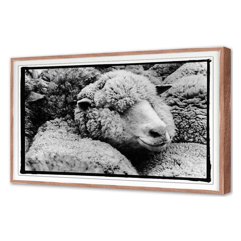 A Fleece In The Crowd Print by Raab, Amy, Walnut Single Picture Framed, 30" H x 45" W x 1.5" D