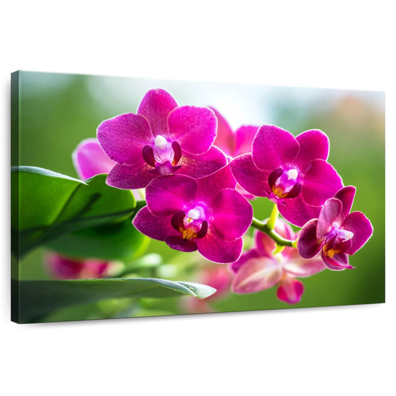 Harnek Pink Moth Orchid Blooms