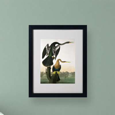« dart-billed dart » par john james audubon, reproduction d’art encadrée