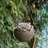 Eckart Hanging Planter
