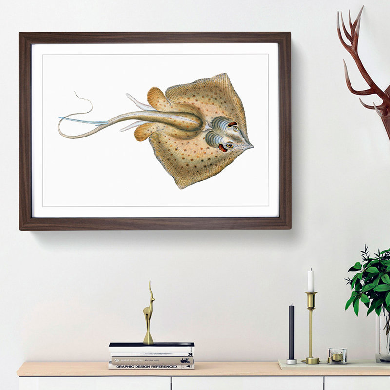 Common Stingray by Edward Donovan - Framed Print, 36cm H x 48cm W x 2cm D, Walnut Framed