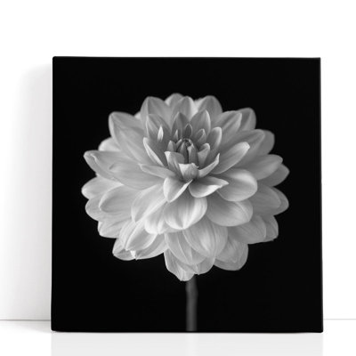 «Dahlia Flower on Black», reproduction d'art sur toile