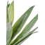 53cm Faux Plant in Cement Pot