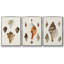 Sowerby Shells IV, ensemble de 3 toiles encadrées sur toile-97706435-97706439