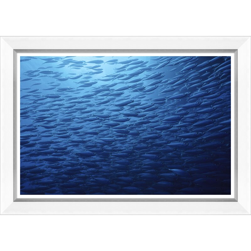 Ombre Wall art - Ombre Fish Framed On Paper Giclee Print