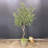 94'' Faux Olive Tree in Pot Liner