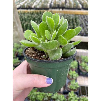 Bear Paw Cactus Cotyledon Tomentosa