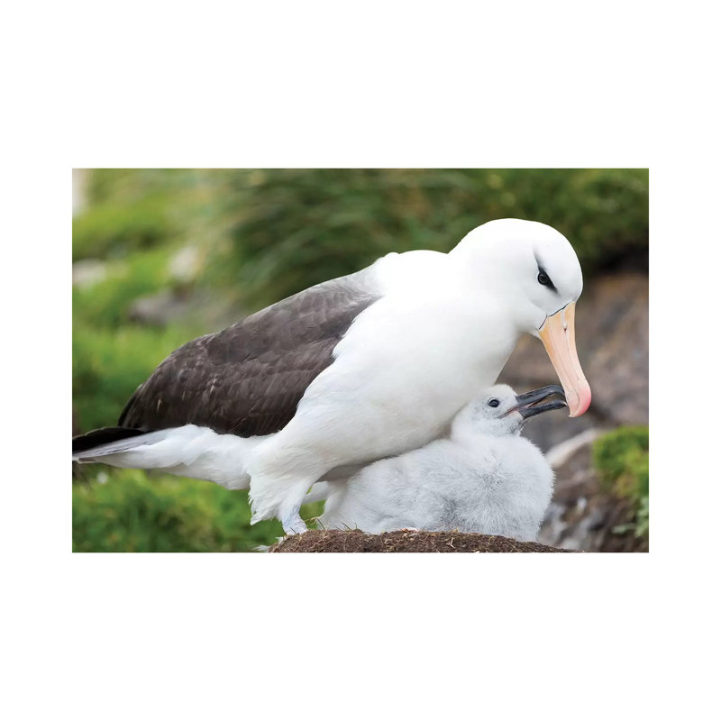 Adult Black-Browed Albatross Feeding Chick On Tower-Shaped Nest, Falkland Islands. by Martin Zwick - Wrapped Canvas Print