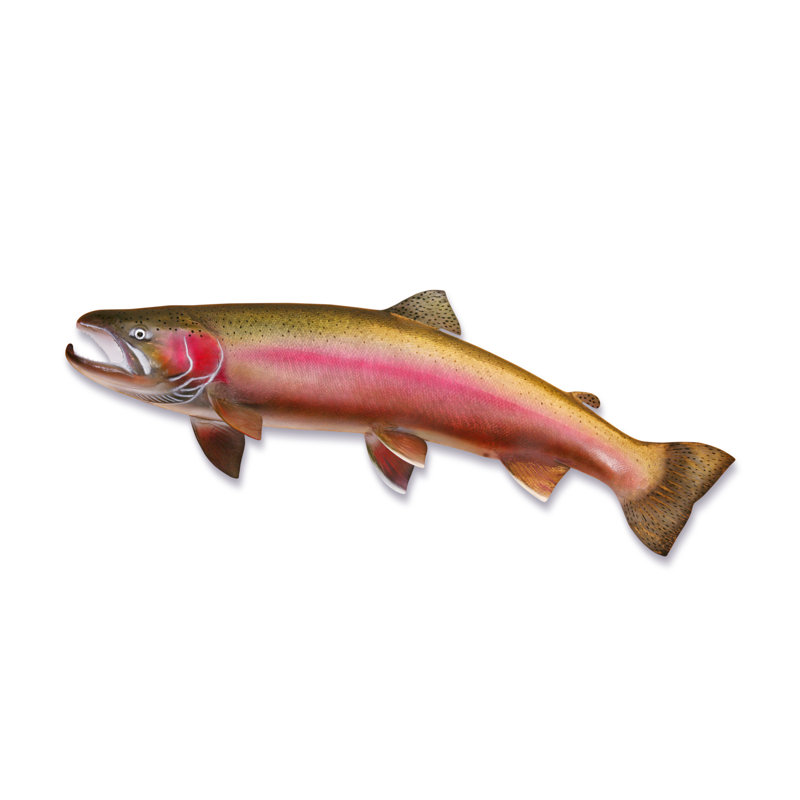 Steelhead With Clipping Path by GeorgePeters - No Frame Art Prints on Canvas, 61cm H x 91cm W