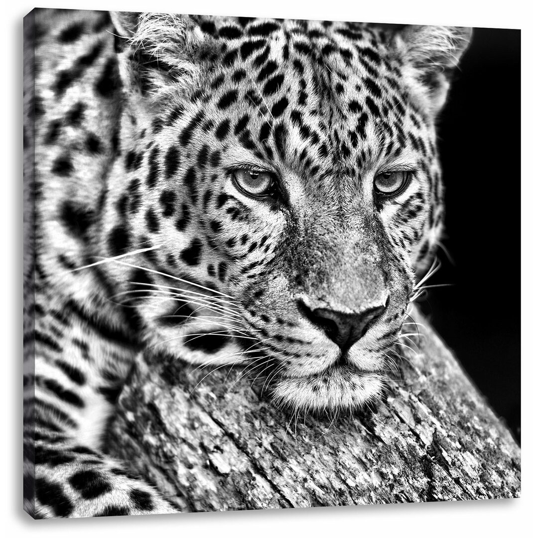 Leinwandbild Ruhiger Leopard