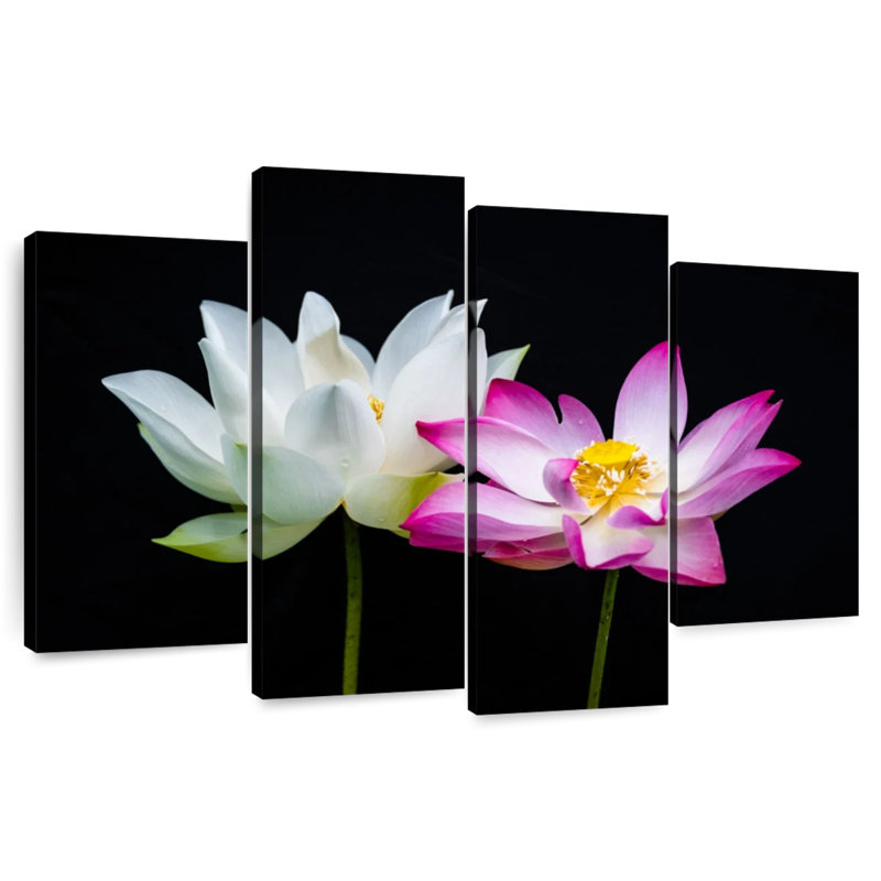 Fleurs de lotus roses et blanches Harnek