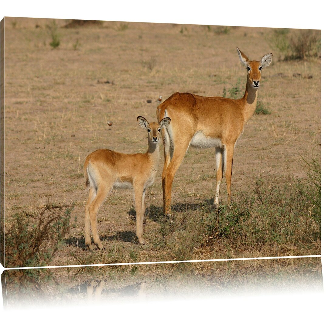 Leinwandbild Gazelle mit Jungtier