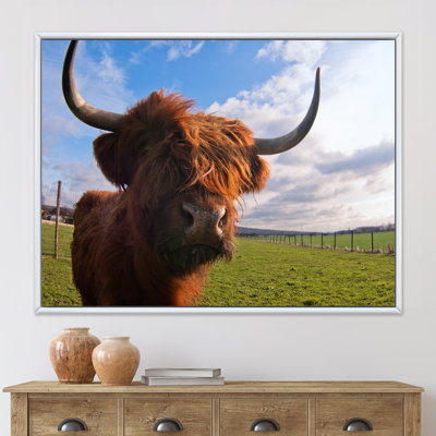 Portrait d'un yak - photographie sur toile