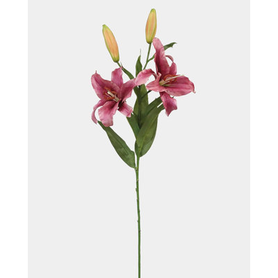 Lys Stargazer blanc 29 po