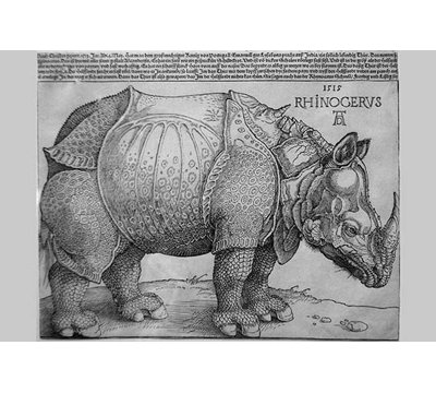 " Rhinoceros " by Albrecht Dürer