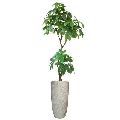 Pachira aquatica artificiel Panama en pot