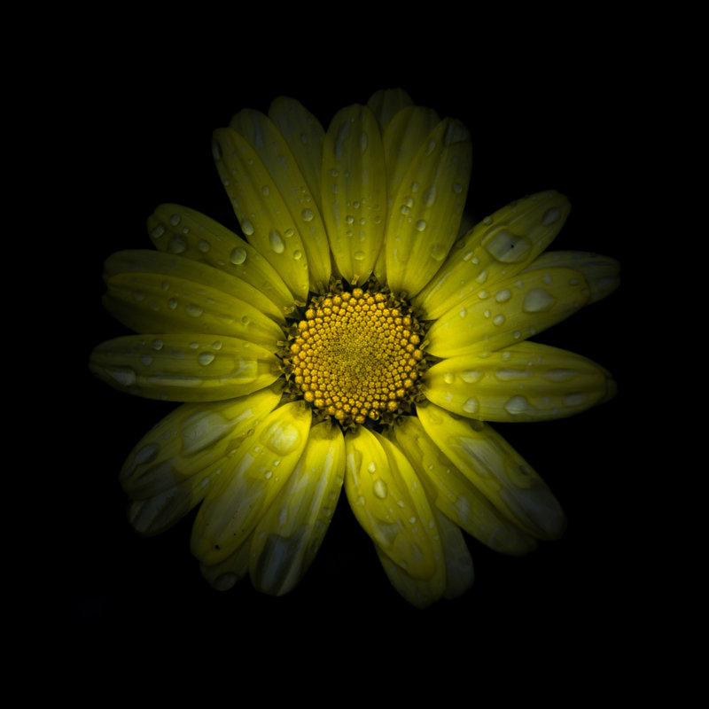 Yellow Daisy II by Brian Carson - Wrapped Canvas Print, 122cm H x 122cm W
