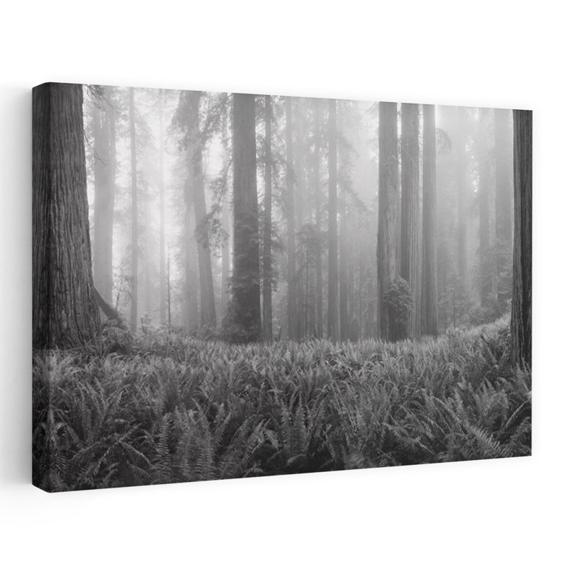 Vigne, érable, circinatum, arbres dans une forêt, Mont Hood, Oregon, États-Unis, tranquille, érable contemporain, fougère, forêt, art naturel