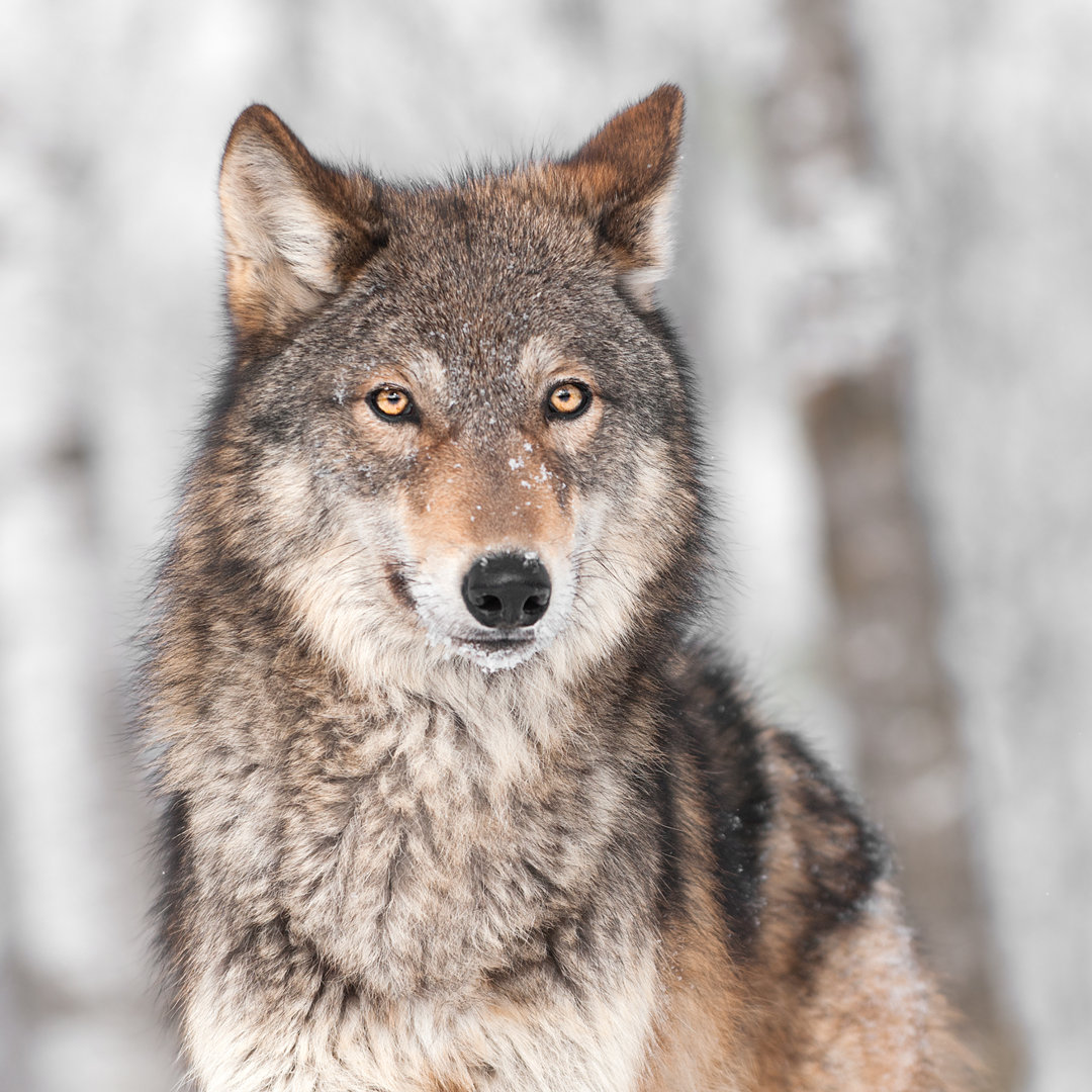 Leinwandbild Grey Wolf (Canis Lupus) with One Ear Back von Hkuchera