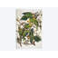 «Carolina Parrot & Cuckle Burr», impression sur toile-29641842-74397557-74397589