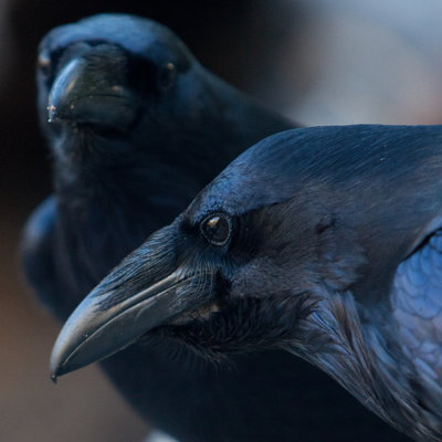 " Two Raven " by Nesterovsmith