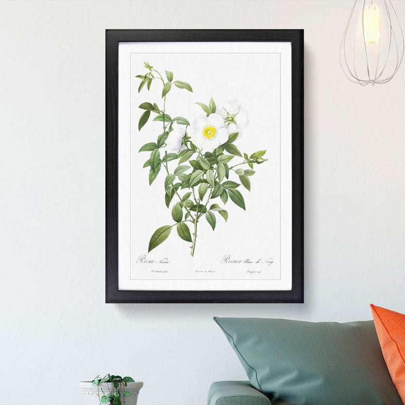 Cherokee Rose in White by Pierre-Joseph Redoute - Picture Frame Painting Print, 65cm H x 48cm W x 2cm D, Black Framed