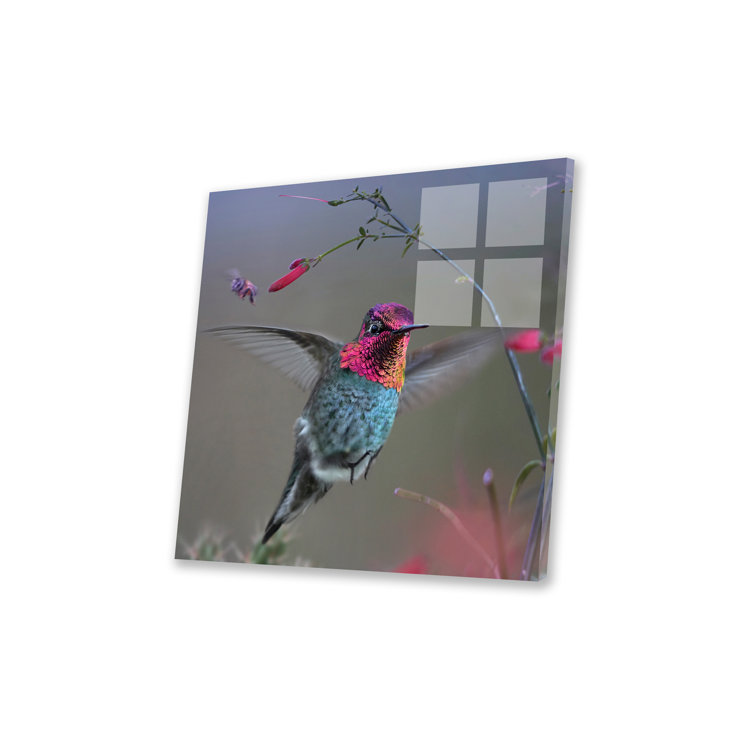 Latitude Run® Hansruedi Anna's Hummingbird, Arizona by Tim Fitzharris ...