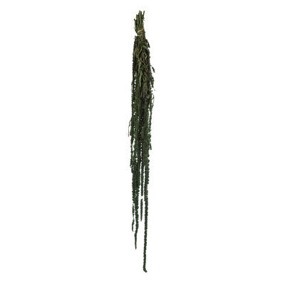 Preserved Amaranthus Arrangement