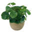 Blooms Pilea Plant In Terracotta Bowl