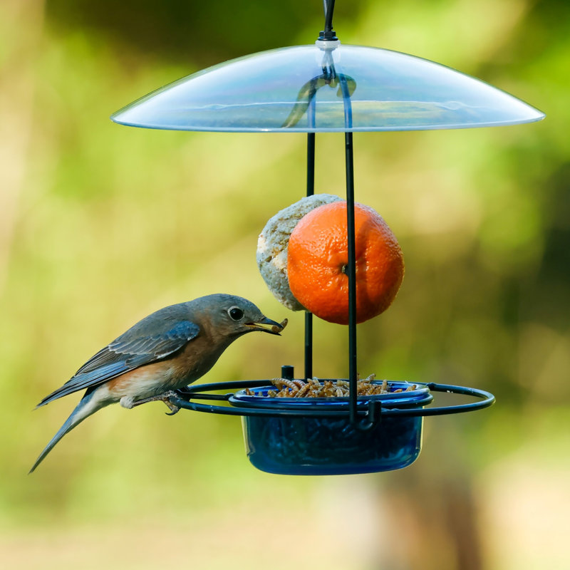 Mangeoire à oiseaux Bluebird
