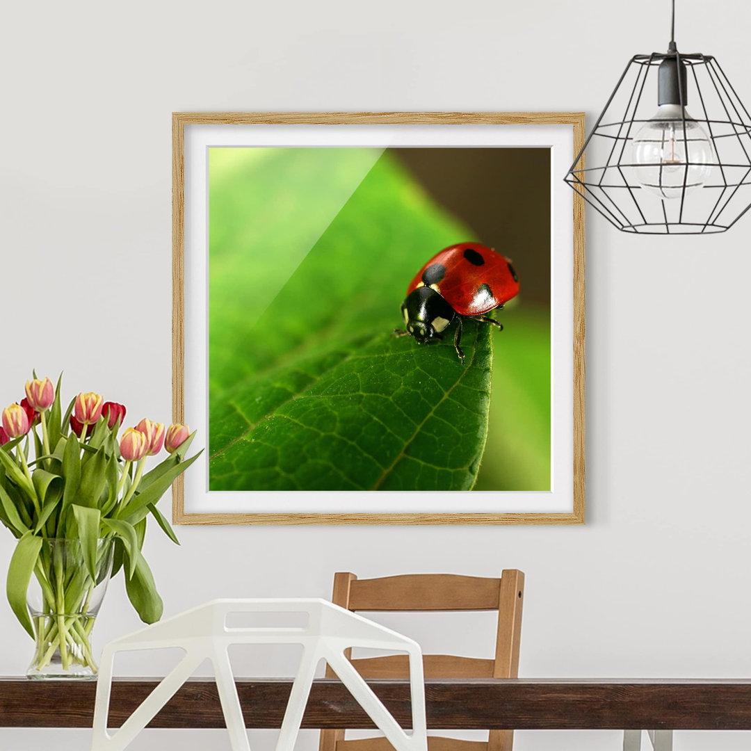 Gerahmtes Poster Ladybird