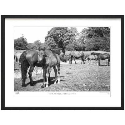 New Forest, Ponies C1955 by Francis Frith - Single Picture Frame Print
