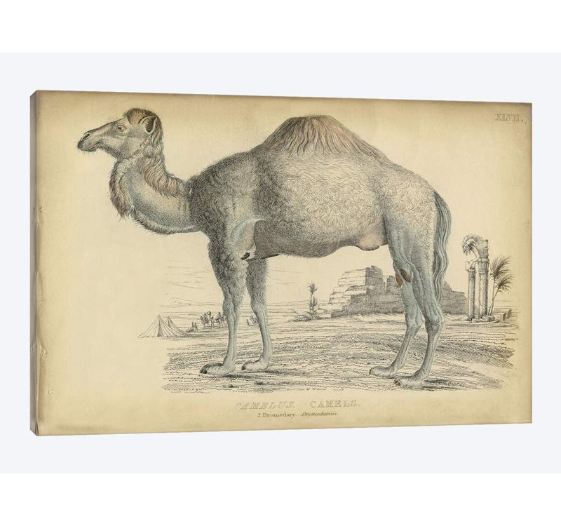 « mixte dromedary », reproduction sur toile, H 18 po x l 26 po x P 1,5 po, Toile tendue, Pas de tapis