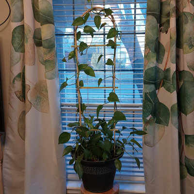 10 Pack 47.24in Bamboo U-Shaped Trellis