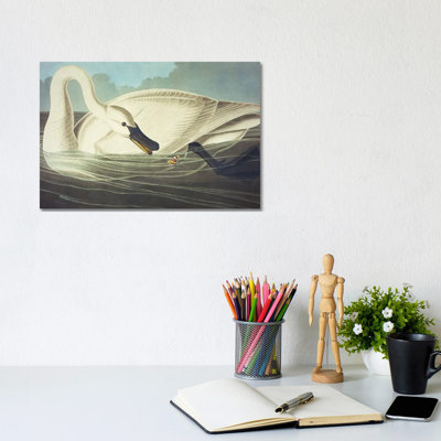 Trumpeter Swan II by John Audubon - 1 Piece Painting on Canvas