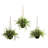 Ruscus Sedum and Springeri Artificial Hanging Basket Set