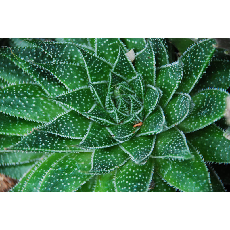 Polka Dot Succulent Leaves - Wrapped Canvas Print, 30cm H x 46cm W x 3.8cm D