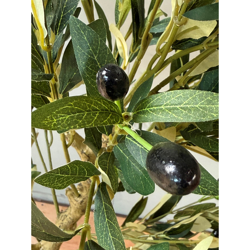 Andaiye 150cm Plant in Pot