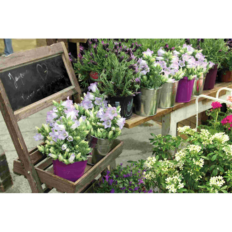 Marché aux fleurs de Paris, H 8 po x l 12 po