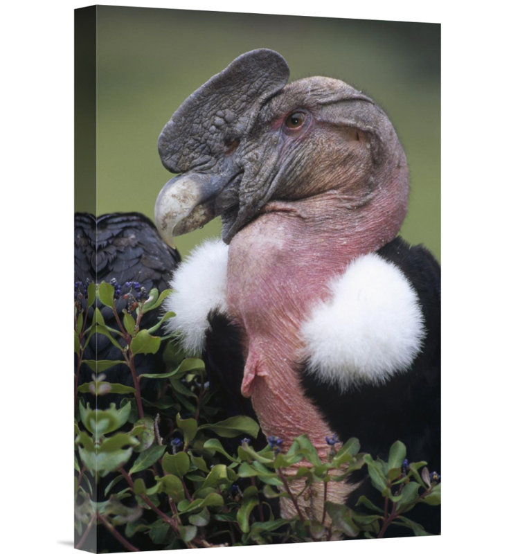 " Andean Condor Male, Cayambe, Ecuador ", 18" H x 12" W, Wrapped Canvas