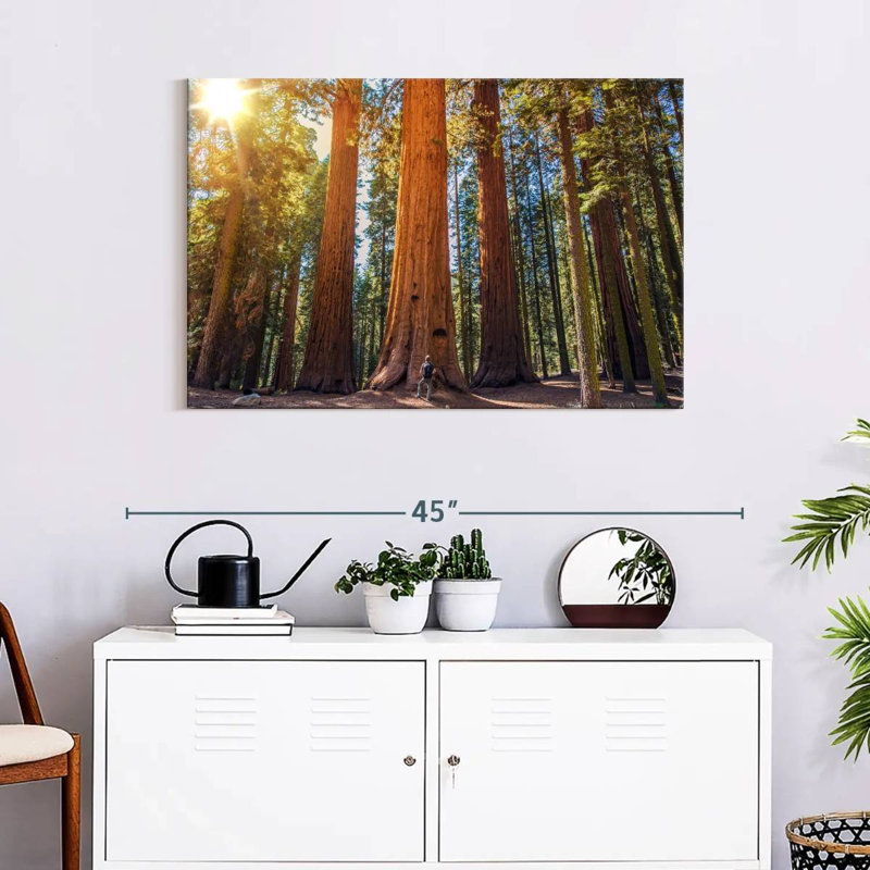 Harnek Giant Sequoia Trees, 24" H x 36" W